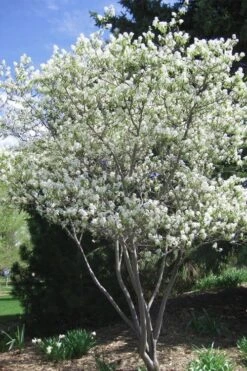 Shadblow Serviceberry Tree (Amelanchier Canadensis) - 1 Gallon Pot -Garden Plant Shop amelanchier arborea shadblow serviceberry tree 2 2
