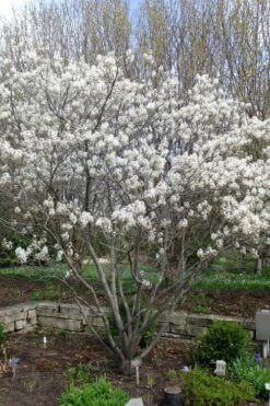 Shadblow Serviceberry Tree (Amelanchier Canadensis) - 1 Gallon Pot -Garden Plant Shop amelanchier arborea shadblow serviceberry tree 3 2