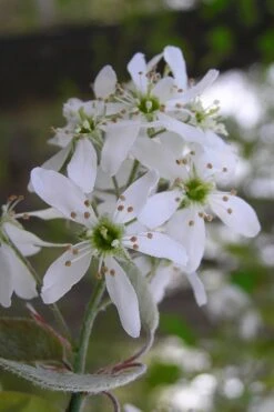 Autumn Brilliance Serviceberry Tree - 7 Gallon Pot (4-5') -Garden Plant Shop amelanchier grandiflora autumn brilliance serviceberry 1 2