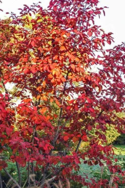Autumn Brilliance Serviceberry Tree - 7 Gallon Pot (5-6') -Garden Plant Shop amelanchier grandiflora autumn brilliance serviceberry 3 1