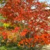 Autumn Brilliance Serviceberry Tree - 3 Gallon Pot