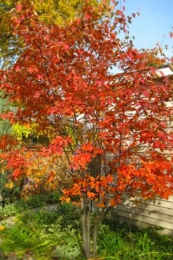 Autumn Brilliance Serviceberry Tree - 3 Gallon Pot