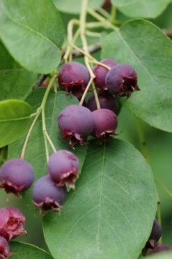 Autumn Brilliance Serviceberry Tree - 7 Gallon Pot (5-6') -Garden Plant Shop amelanchier grandiflora autumn brilliance serviceberry 8 1