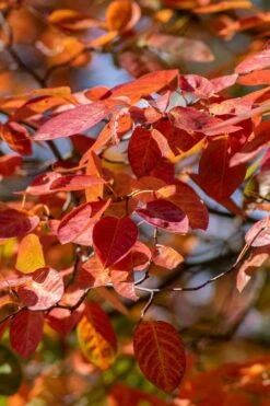 Autumn Brilliance Serviceberry Tree - 3 Gallon Pot -Garden Plant Shop amelanchier grandiflora autumn brilliance serviceberry 9