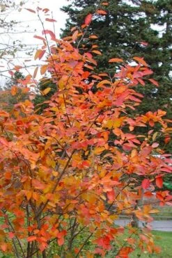 Allegheny Serviceberry Tree (Amelanchier Laevis) - 3 Gallon Pot -Garden Plant Shop amelanchier laevis allegheny serviceberry 2