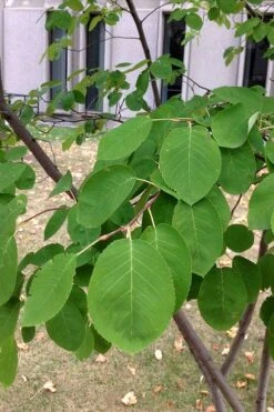 Allegheny Serviceberry Tree (Amelanchier Laevis) - 3 Gallon Pot -Garden Plant Shop amelanchier laevis allegheny serviceberry 4