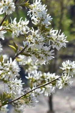 Allegheny Serviceberry Tree (Amelanchier Laevis) - 3 Gallon Pot -Garden Plant Shop amelanchier laevis allegheny serviceberry 6