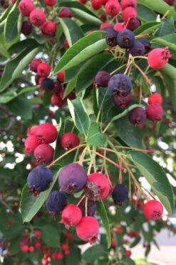 Allegheny Serviceberry Tree (Amelanchier Laevis) - 3 Gallon Pot -Garden Plant Shop amelanchier laevis allegheny serviceberry 8