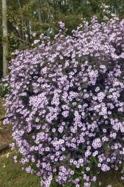 Climbing Aster (Ampelaster Carolianianus) - 1 Gallon Pot -Garden Plant Shop ampelaster carolinianus climbiing aster 1