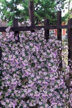 Climbing Aster (Ampelaster Carolianianus) - 1 Gallon Pot -Garden Plant Shop ampelaster carolinianus climbiing aster 11