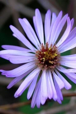 Climbing Aster (Ampelaster Carolianianus) - 1 Gallon Pot -Garden Plant Shop ampelaster carolinianus climbiing aster 3