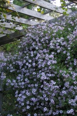 Climbing Aster (Ampelaster Carolianianus) - 1 Gallon Pot -Garden Plant Shop ampelaster carolinianus climbiing aster 4