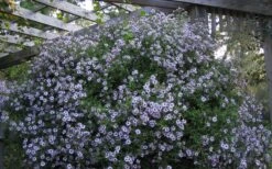 Climbing Aster (Ampelaster Carolianianus) - 1 Gallon Pot -Garden Plant Shop ampelaster carolinianus climbiing aster 5