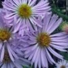 Climbing Aster (Ampelaster Carolianianus) - 1 Gallon Pot