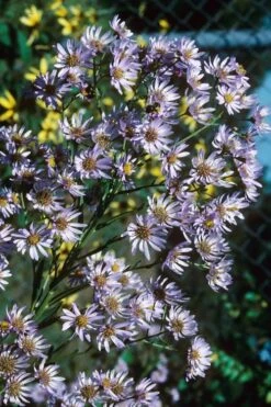 Climbing Aster (Ampelaster Carolianianus) - 1 Gallon Pot -Garden Plant Shop ampelaster carolinianus climbiing aster 7