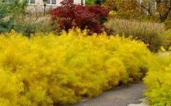 Threadleaf Blue Star (Amsonia Hubrichtii) - 1 Gallon Pot -Garden Plant Shop amsonia hubrichtii blue star 2