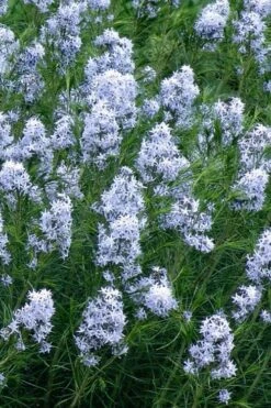 Threadleaf Blue Star (Amsonia Hubrichtii) - 1 Gallon Pot -Garden Plant Shop amsonia hubrichtii blue star 3