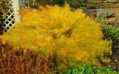 Threadleaf Blue Star (Amsonia Hubrichtii) - 1 Gallon Pot -Garden Plant Shop amsonia hubrichtii blue star 4