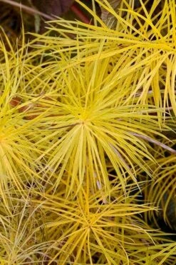 Threadleaf Blue Star (Amsonia Hubrichtii) - 1 Gallon Pot -Garden Plant Shop amsonia hubrichtii blue star 6