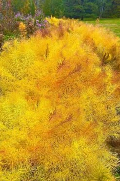 Threadleaf Blue Star (Amsonia Hubrichtii) - 1 Gallon Pot -Garden Plant Shop amsonia hubrichtii blue star 9