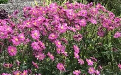 Fall In Love 'Sweetly' Anemone (Windflower) - 1 Gallon Pot 10 Fall In Love 'Sweetly' Anemone (Windflower) - 1 Gallon Pot -Garden Plant Shop anemone fall in love sweetly 2 800x500 1