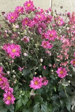 Fall In Love 'Sweetly' Anemone (Windflower) - 1 Gallon Pot 11 Fall In Love 'Sweetly' Anemone (Windflower) - 1 Gallon Pot -Garden Plant Shop anemone fall in love sweetly 3 500x750 1