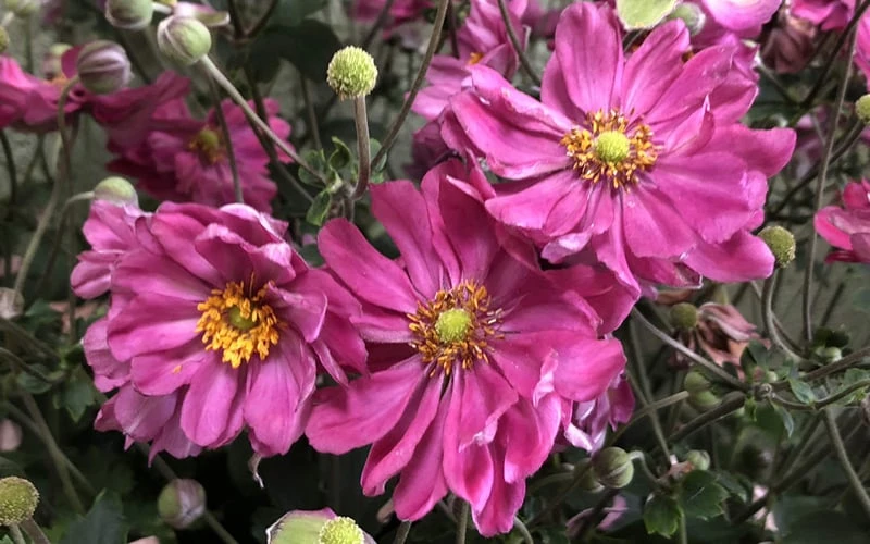 Fall In Love 'Sweetly' Anemone (Windflower) - 1 Gallon Pot 6 Fall In Love 'Sweetly' Anemone (Windflower) - 1 Gallon Pot - Image 6