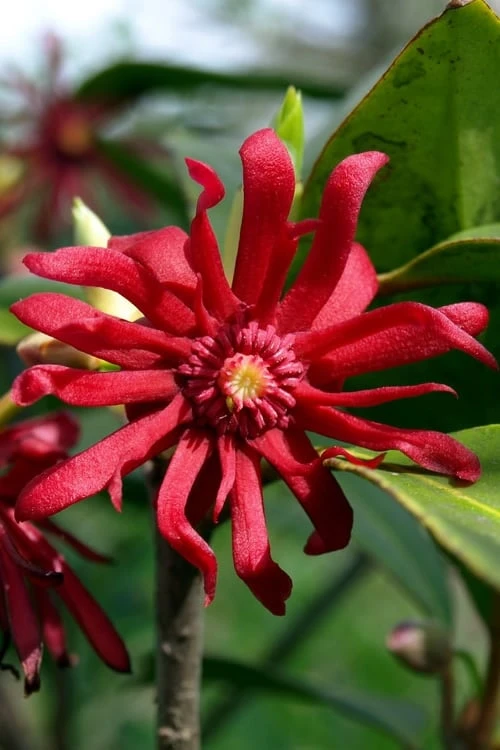 Florida Anise - Illicium Floridanum - 6 Pack Of 1 Gallon Pots 1 Florida Anise - Illicium Floridanum - 6 Pack Of 1 Gallon Pots