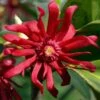Florida Anise - Illicium Floridanum - 3 Gallon Pot