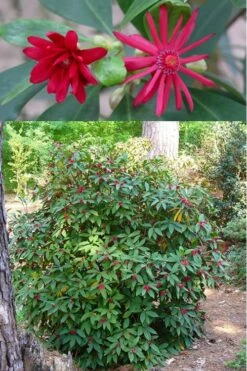 Florida Anise - Illicium Floridanum - 3 Gallon Pot 10 Florida Anise - Illicium Floridanum - 3 Gallon Pot -Garden Plant Shop anise florida illicium floridanum 500x750 1