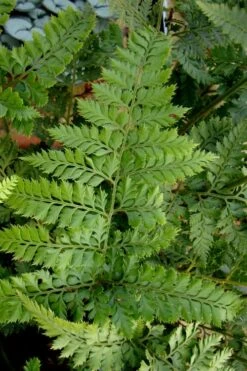 Shiny Bristle Fern - 1 Gallon Pot -Garden Plant Shop arachnoides davalliaeformis shiny bristle fern 2 1