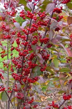 Brilliantissima Aronia (Red Chokeberry) - 3 Gallon Pot -Garden Plant Shop aronia arbutifolia brilliantissima red chokeberry 2