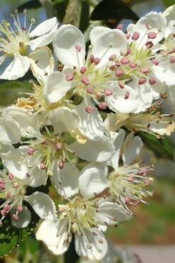 Brilliantissima Aronia (Red Chokeberry) - 3 Gallon Pot -Garden Plant Shop aronia arbutifolia brilliantissima red chokeberry 5
