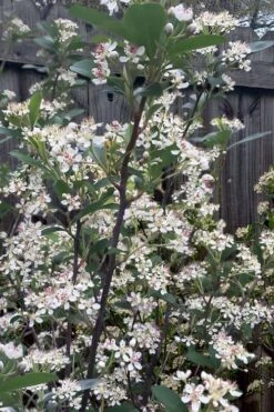 Brilliantissima Aronia (Red Chokeberry) - 3 Gallon Pot -Garden Plant Shop aronia arbutifolia brilliantissima red chokeberry 8