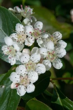 Red Chokeberry (Aronia Arbutifolia) - 1 Gallon Pot 9 Red Chokeberry (Aronia Arbutifolia) - 1 Gallon Pot -Garden Plant Shop aronia arbutifolia red chokeberry 1 1