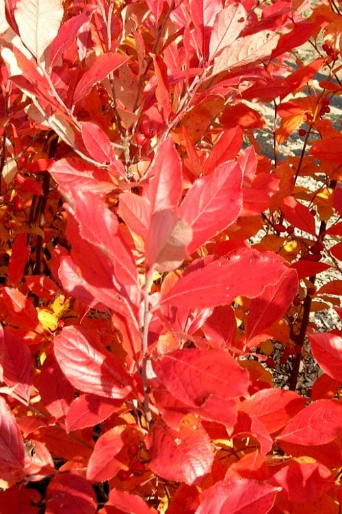 Red Chokeberry (Aronia Arbutifolia) - 3 Gallon Pot 6 Red Chokeberry (Aronia Arbutifolia) - 3 Gallon Pot - Image 6