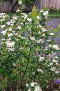 Red Chokeberry (Aronia Arbutifolia) - 3 Gallon Pot 10 Red Chokeberry (Aronia Arbutifolia) - 3 Gallon Pot -Garden Plant Shop aronia arbutifolia red chokeberry 4 2