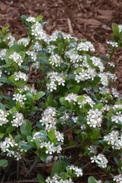 Low Scape Mound Aronia - 3 Gallon Pot -Garden Plant Shop aronia low scape mound 10