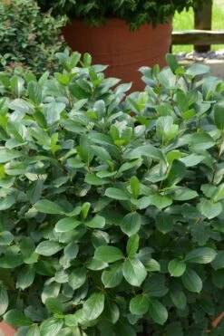 Low Scape Mound Aronia - 3 Gallon Pot -Garden Plant Shop aronia low scape mound 13