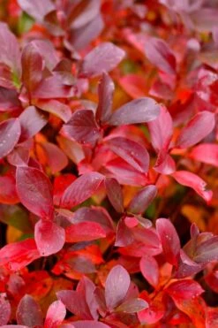 Low Scape Mound Aronia - 3 Gallon Pot -Garden Plant Shop aronia low scape mound 15