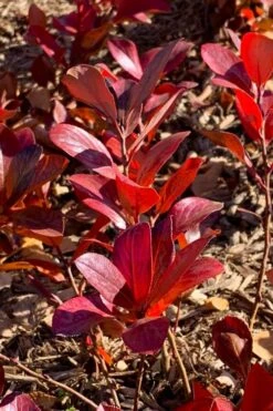 Low Scape Mound Aronia - 3 Gallon Pot -Garden Plant Shop aronia low scape mound 3