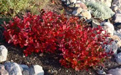 Low Scape Mound Aronia - 3 Gallon Pot -Garden Plant Shop aronia low scape mound 7