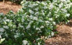 Low Scape Mound Aronia - 3 Gallon Pot -Garden Plant Shop aronia low scape mound aronia 2