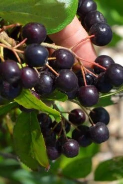 Autumn Magic Aronia (Black Chokeberry) - 3 Gallon Pot -Garden Plant Shop aronia melanocarpa autumn magic black chokeberry 2