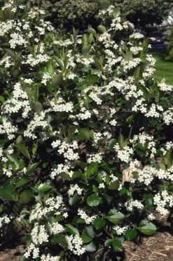 Autumn Magic Aronia (Black Chokeberry) - 3 Gallon Pot -Garden Plant Shop aronia melanocarpa autumn magic black chokeberry 3