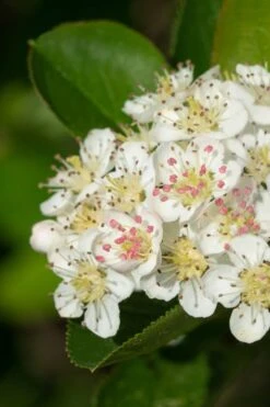 Low Scape Mound Aronia - 3 Gallon Pot -Garden Plant Shop aronia melanocarpa black chokeberry bush 6 1