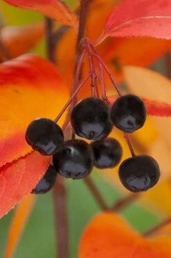 Black Chokeberry Bush (Aronia Melanocarpa ) - 3 Pack Of 1.5 Quart Pots