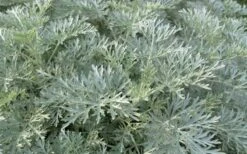 Powis Castle Artemisia - 5 Pack Of Quart Pots -Garden Plant Shop artemisia powis castle 1 1