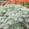 Powis Castle Artemisia - 1 Gallon Pot