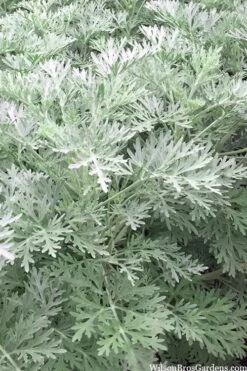 Powis Castle Artemisia - 1 Gallon Pot -Garden Plant Shop artemisia powis castle 14